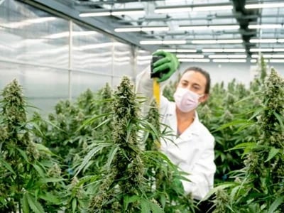 Cannabis for Sale Australia – Trends in Cannabis Products