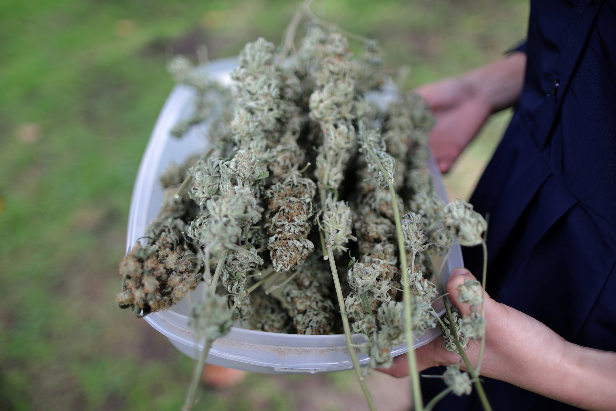 Euro Weed Clinic – Your Trusted Spot to Buy Cannabis Extracts Europe Online