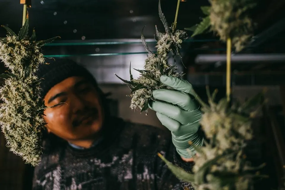 Discover Premium CBD Kush at Green Leaf Store EU: Quality Assurance Guaranteed