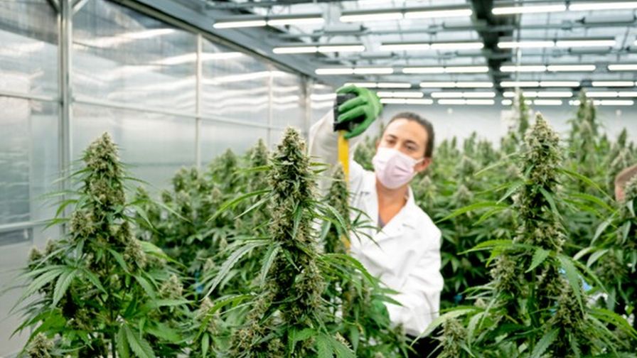 Cannabis for Sale Australia – Trends in Cannabis Products