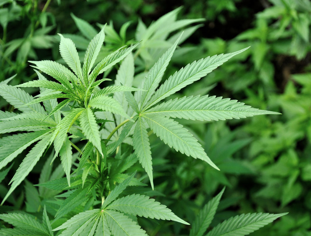 Cannabis for Sale Australia – Trends in Cannabis Products